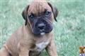 boxer puppy posted by lupita dhennezel